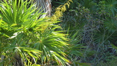 Acoelorraphe wrightii