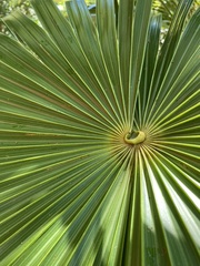 Acoelorraphe wrightii