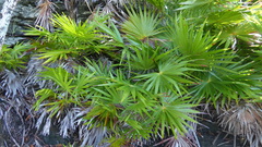 Acoelorraphe wrightii