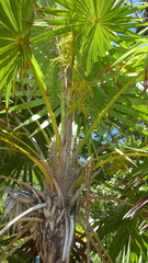 Acoelorraphe wrightii