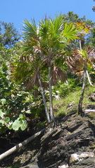 Acoelorraphe wrightii