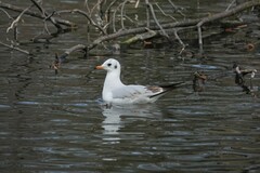 Chroicocephalus ridibundus