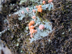 Dibaeis baeomyces