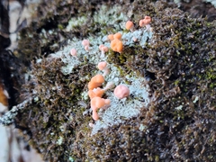 Dibaeis baeomyces