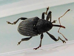 Archarius pyrrhoceras