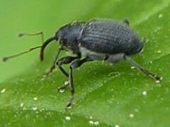 Archarius pyrrhoceras