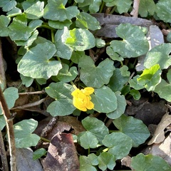 Caltha palustris