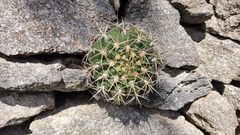 Gymnocalycium monvillei