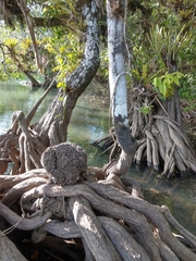 Machaerium microphyllum