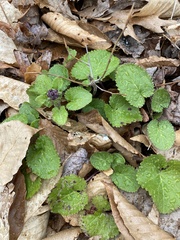 Packera obovata