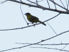 Geothlypis aequinoctialis