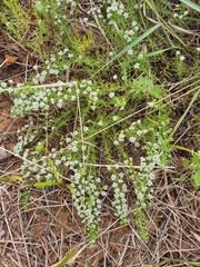 Selago densiflora