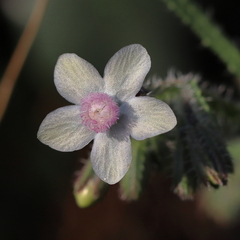 Anchusa strigosa