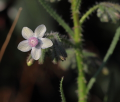 Anchusa strigosa