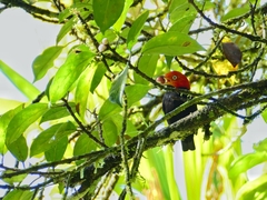 Ceratopipra mentalis