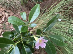 Tabebuia heterophylla