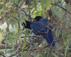 Cyanocorax melanocyaneus