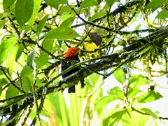 Ceratopipra mentalis