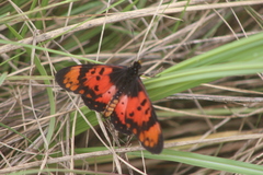 Acraea acara