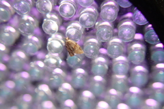 Sparganothis sulfureana