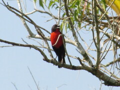 Leistes militaris