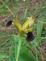 Iris tuberosa