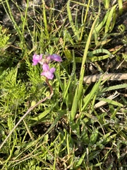 Nuttallanthus canadensis