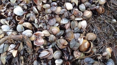 Cerastoderma glaucum