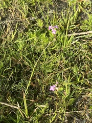 Nuttallanthus canadensis