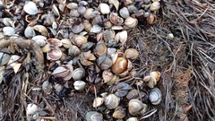 Cerastoderma glaucum