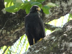 Buteogallus anthracinus