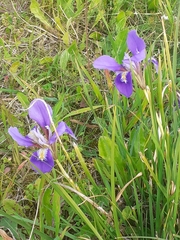 Iris unguicularis