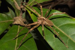 Cupiennius bimaculatus