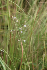 Chaenostoma floribundum