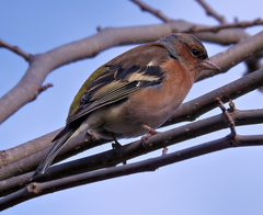 Fringilla coelebs
