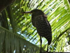 Tigrisoma mexicanum