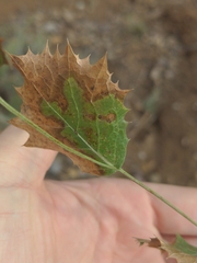 Acourtia nana