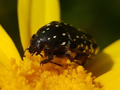 Oxythyrea noemi
