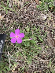 Phlox cuspidata