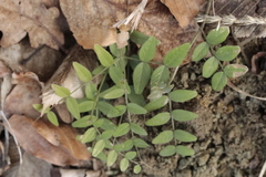 Vicia sepium