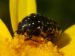 Oxythyrea noemi
