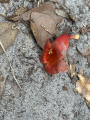 Campsis radicans