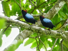 Chiroxiphia linearis