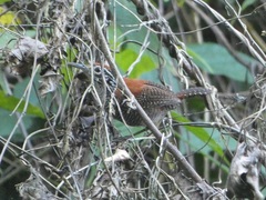 Cantorchilus semibadius