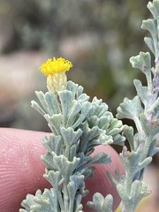 Pentzia dentata