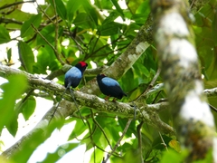 Chiroxiphia linearis