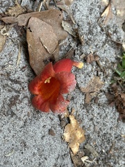 Campsis radicans