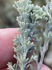Pentzia dentata