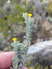 Pentzia dentata