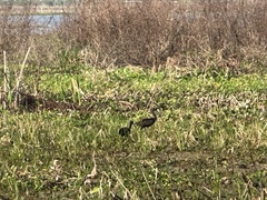 Plegadis falcinellus